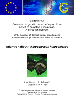 Atlantic halibut - Hippoglossus hippoglossus