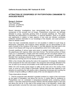 attraction of zoospores of phytophthora cinnamomi to avocado roots