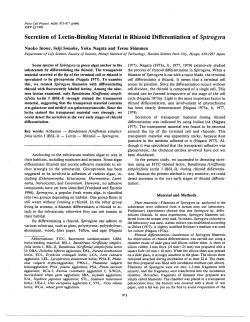 Secretion of Lectin-Binding Material in Rhizoid Differentiation of