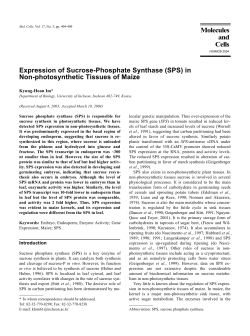Expression of Sucrose Phosphate Synthase (SPS) in Non