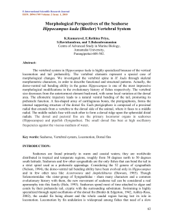 Morphological Perspectives of the Seahorse Hippocampus kuda