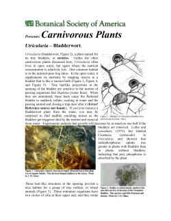 Presents: Carnivorous Plants