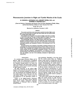 Neuromuscular Junctions in Flight and Tymbal Muscles of the Cicada