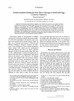 Protein Synthesis During the First Three Cleavages in