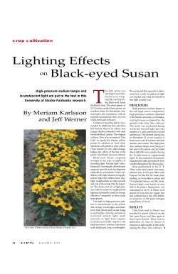 Lighting Effects Black-eyed Susan