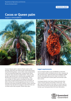 Cocos or Queen palm (Syagrus romanzoffiana)