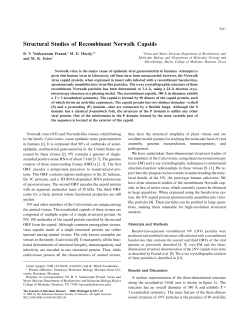 Structural Studies of Recombinant Norwalk Capsids