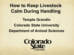 How to Keep Livestock Calm During Handling