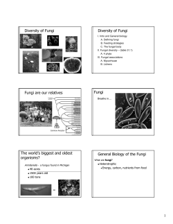 Powerpoint Handout