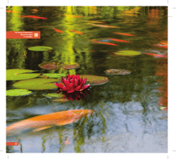 The beauty of Aquascape`s natural ecosystem is irresistible.