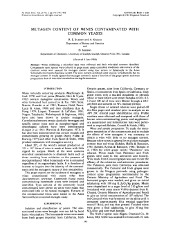 Mutagen content of wines contaminated with common yeasts