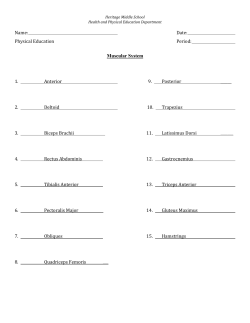 Name: Date: Physical Education Period: Muscular System 1