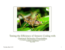 Testing the Efficiency of Sensory Coding with Optimal Stimulus