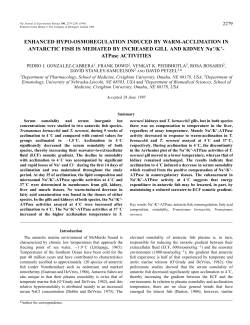 ENHANCED HYPO-OSMOREGULATION INDUCED BY WARM