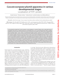Cuscuta europaea plastid apparatus in various developmental stages
