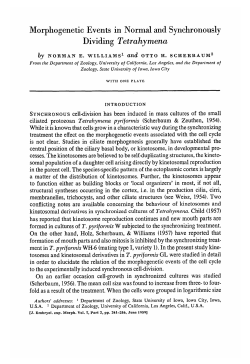 Morphogenetic Events in Normal and Synchronously