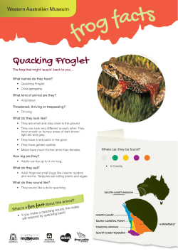 Quacking Froglet - Western Australian Museum