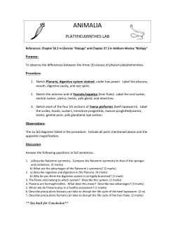 platyhelminthes lab