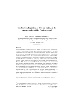 The functional significance of buccal feeding in the mouthbrooding