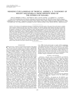 neocene cupuladriidae of tropical america. ii