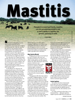 Prevalent in most beef herds, mastitis can dry up weaning weights