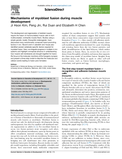 Mechanisms of myoblast fusion during muscle development
