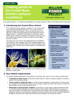 Crystal Moss Animal - Freshwater Habitats Trust