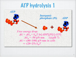 ATP hydrolysis 1