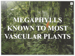 megaphylls known to most vascular plants