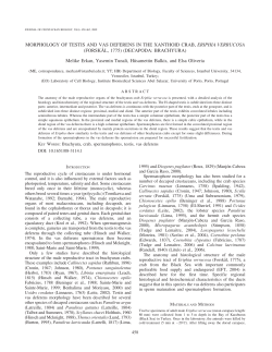 MORPHOLOGY OF TESTIS AND VAS DEFERENS IN THE