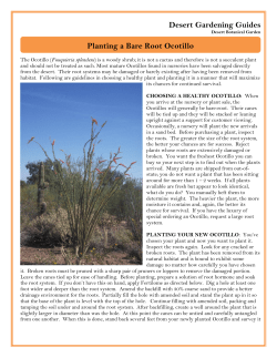 Planting a Bare Root Ocotillo