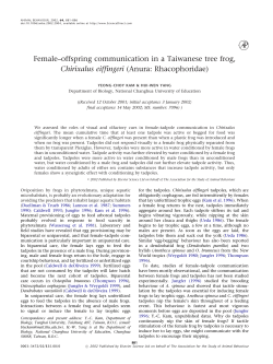 Female-offspring communication in a Taiwanese tree frog