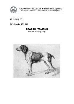 bracco italiano