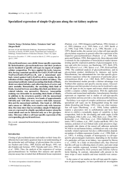 Specialized expression of simple O