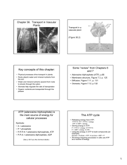 Key concepts of this chapter: The ATP cycle