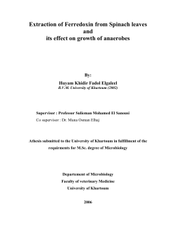 Extraction of Ferredoxin from Spinach leaves and its effect on growth