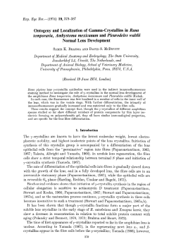 Ontogeny and Localization of Gamma