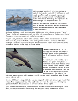 Bottlenose dolphins (Size: 3 to 3.9 metres.)have a relatively short