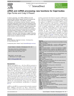 siRNA and miRNA processing: new functions for Cajal bodies