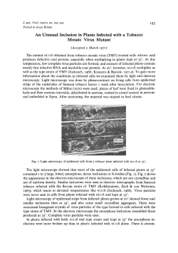 An Unusual Inclusion in Plants Infected with a Tobacco Mosaic Virus