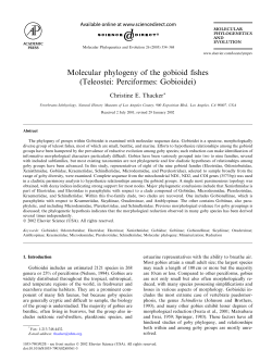 Molecular phylogeny of the gobioid fishes