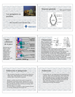Les spongiaires ou porif&egrave;res Structure g&eacute;n&eacute;rale Types cellulaires de