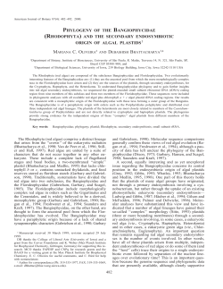 phylogeny of the bangiophycidae