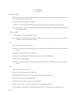 FIELD CROPS OUTLINE INTRODUCTION Field crops: wheat, corn