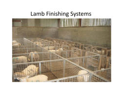 Lamb Finishing Systems