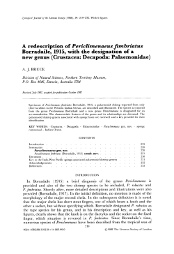 A redescription of Periclimenaeus fimbriatus Borradaile, 1915, with