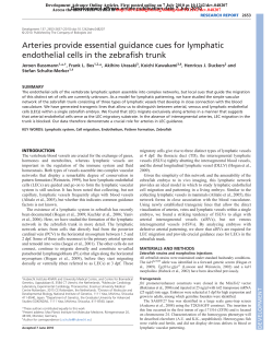 Arteries provide essential guidance cues for