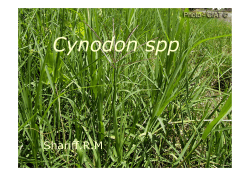 Cynodon spp