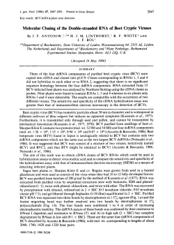 Molecular Cloning of the Double-stranded RNA of Beet Cryptic Viruses