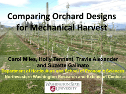 Comparing Orchard Designs for Mechanical Harvest